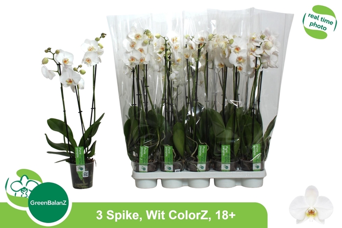 <h4>PHAL OV WIT</h4>