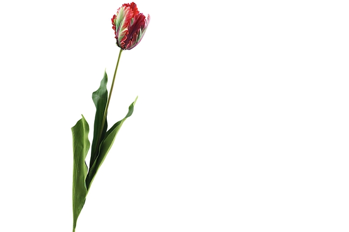 Tulipa French Parrot Purple
