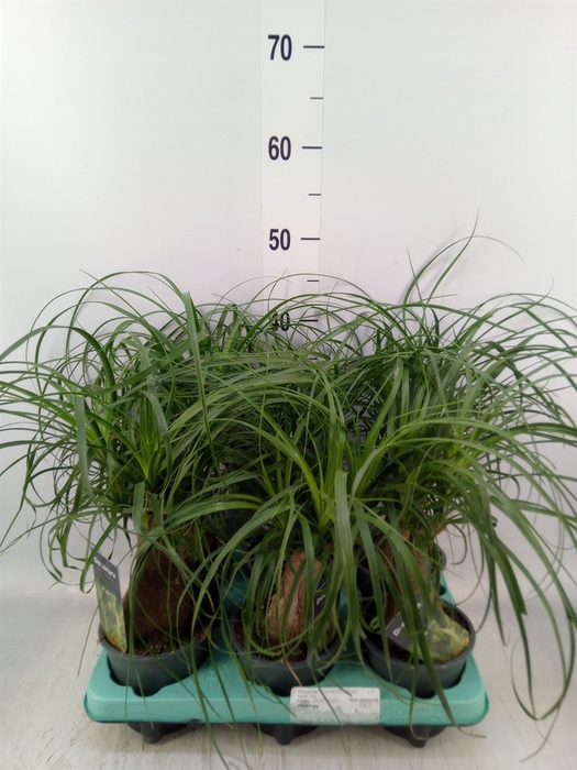 <h4>Beaucarnea recurvata</h4>