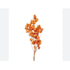 PRIMAVERA DESIDRATADO LARANJA