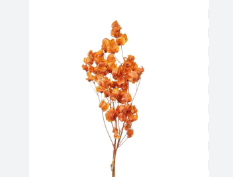 PRIMAVERA DESIDRATADO LARANJA