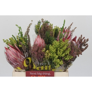 BQ Protea Cynaroides SFB