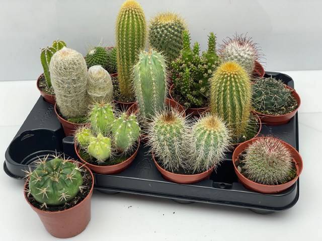 <h4>CACTUS GEM</h4>
