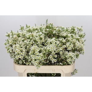 Chamelaucium Ivory White Pearl 70cm