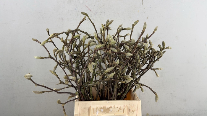 MAGNOLIA SOULANGEANA 045CM