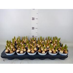 Muscari  'Big Smile'