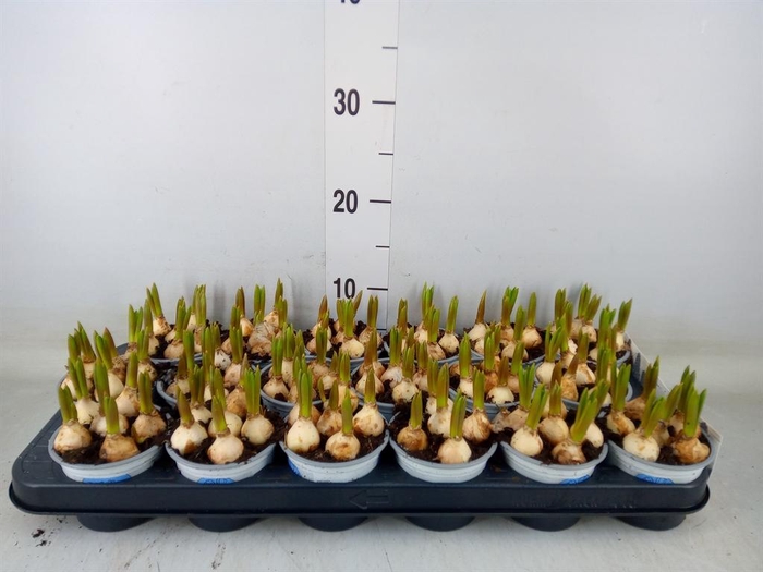 <h4>Muscari  'Big Smile'</h4>