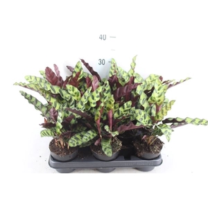 Calathea   ...
