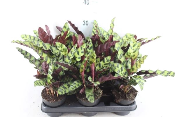 <h4>Calathea   ...</h4>
