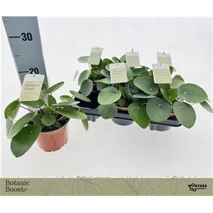 PILEA PEPEROMIOIDES