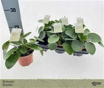 <h4>PILEA PEPEROMIOIDES</h4>