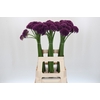 Allium Purper