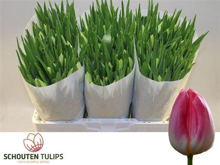 <h4>Tu En First Class</h4>