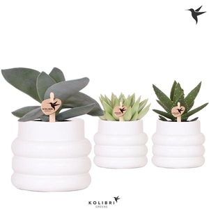Succulenten gemengd 3 soorten