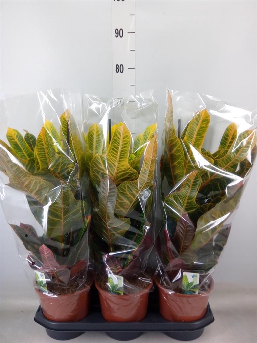 <h4>Codiaeum var. GR 'Excellent'</h4>