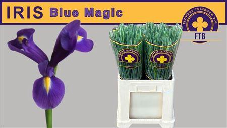 <h4>Iris Blue Magic</h4>