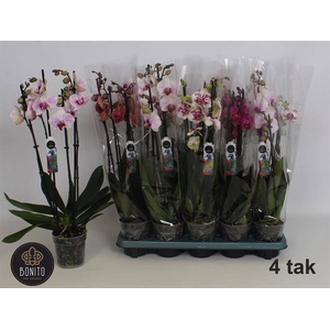 Phalaenopsis mix 12Ø 55cm 4st 24fl