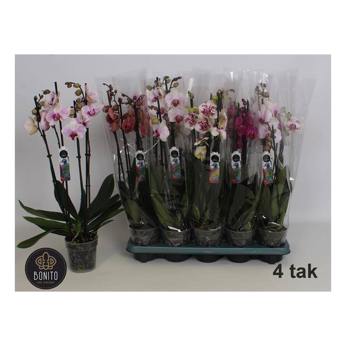 <h4>Phalaenopsis mix 12Ø 55cm 4st 24fl</h4>