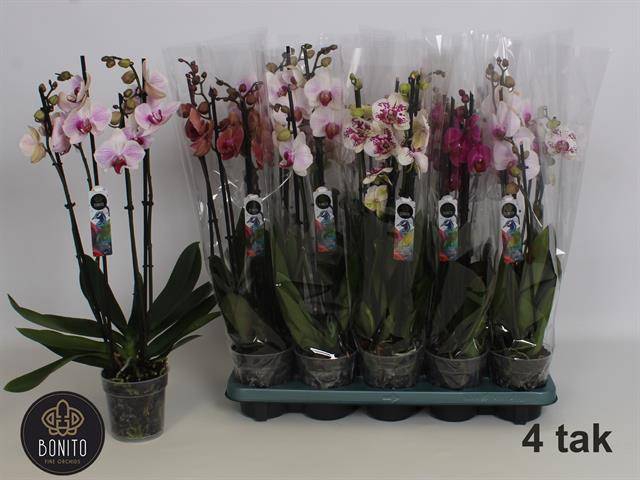 Phalaenopsis mix 12Ø 55cm 4st 24fl