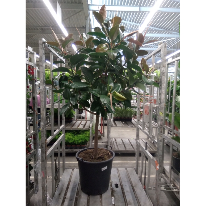 <h4>Ficus elastica 'Robusta'</h4>