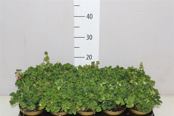 <h4>Oxalis Overig</h4>