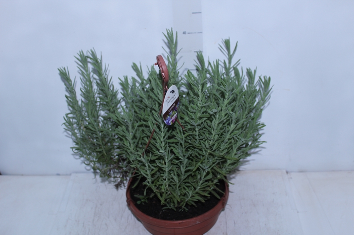 <h4>LAVANDULA ANGUSTIFOLIA C25</h4>