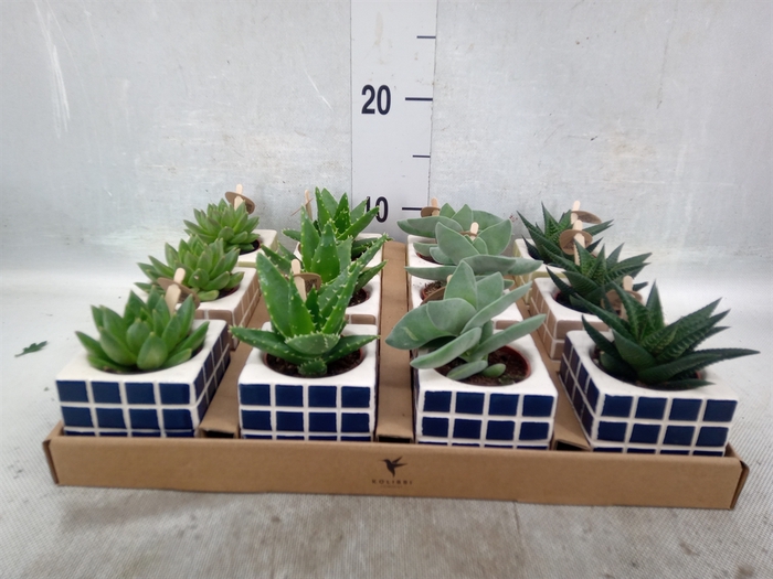 <h4>Succulents   ...mix 3</h4>