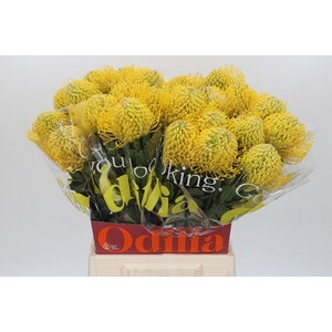 Nutans Ayoba Yellow