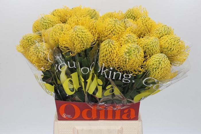 <h4>Nutans Ayoba Yellow</h4>