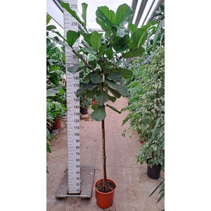 Ficus lyrata