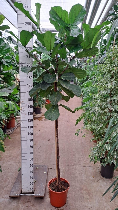 <h4>Ficus lyrata</h4>