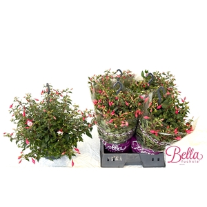 FUCHSIA PATIO PRINCE