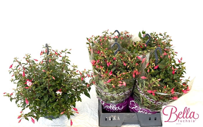 <h4>FUCHSIA PATIO PRINCE</h4>