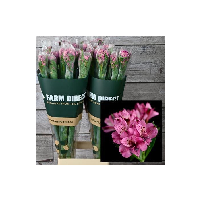 <h4>Alstro Napoli 70gr</h4>