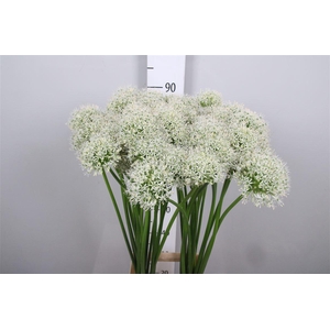 Allium Mount Everest