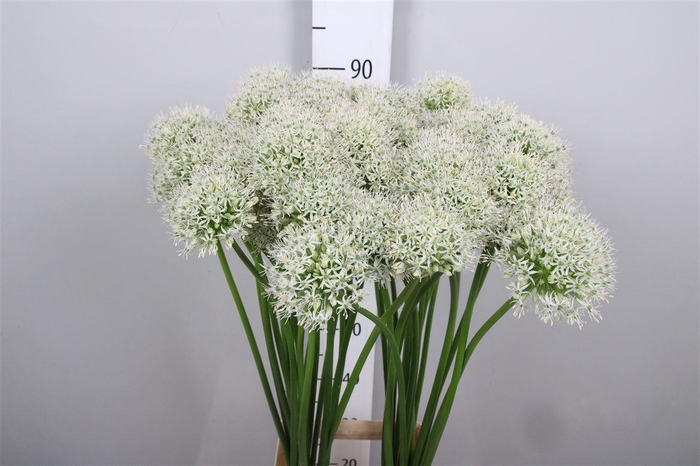 <h4>Allium Mount Everest</h4>