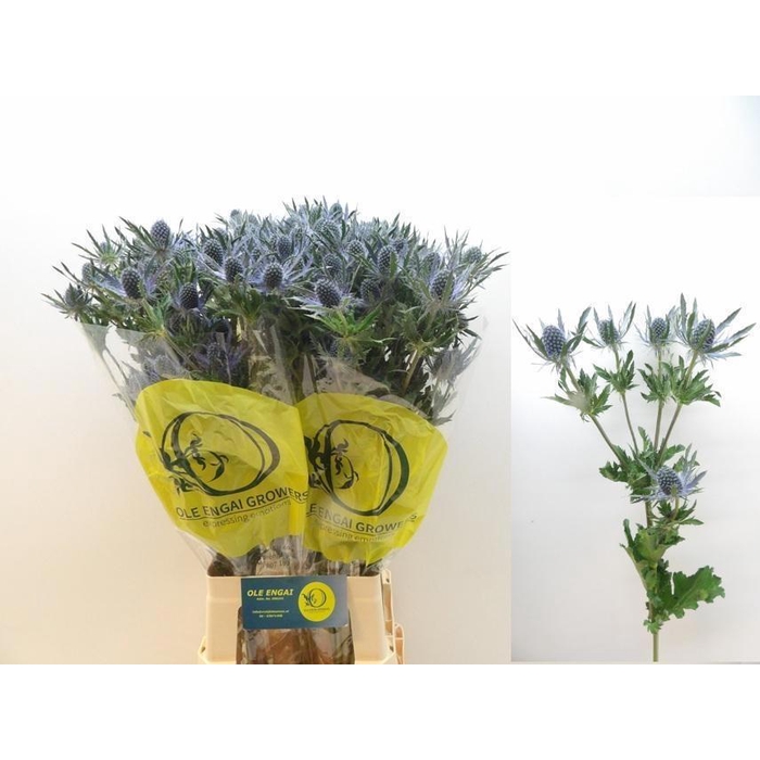 <h4>ERYN MAG BLUE LAGOON</h4>