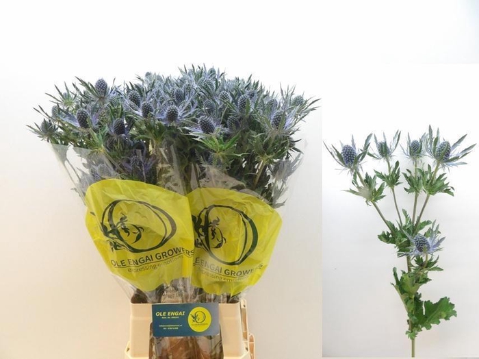 ERYN MAG BLUE LAGOON