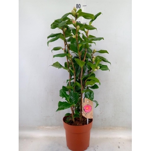 Camellia japonica 'Dr King'