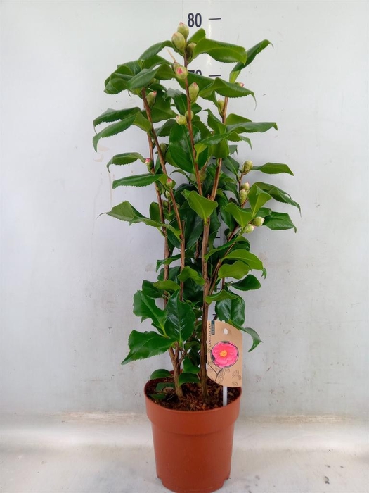 <h4>Camellia japonica 'Dr King'</h4>