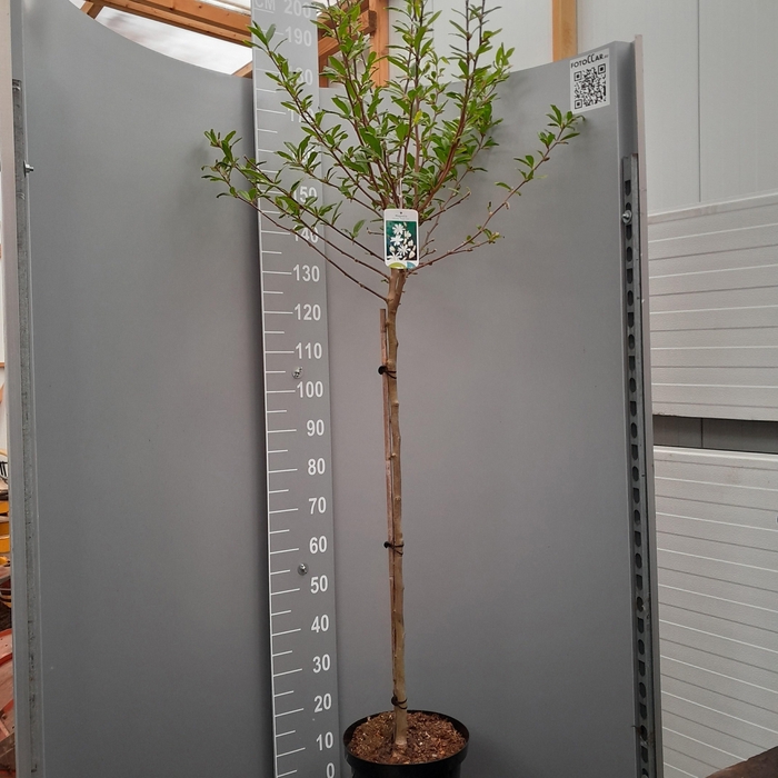 <h4>MAGN ST ROYAL STAR</h4>