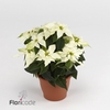 .Euphorbia pulcherrima princettia pure white