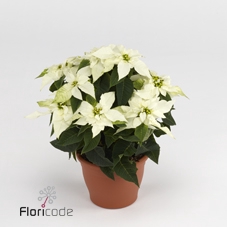 .Euphorbia pulcherrima princettia pure white