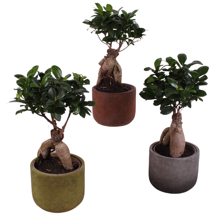 <h4>Ficus Mi Ginseng Keramiek</h4>