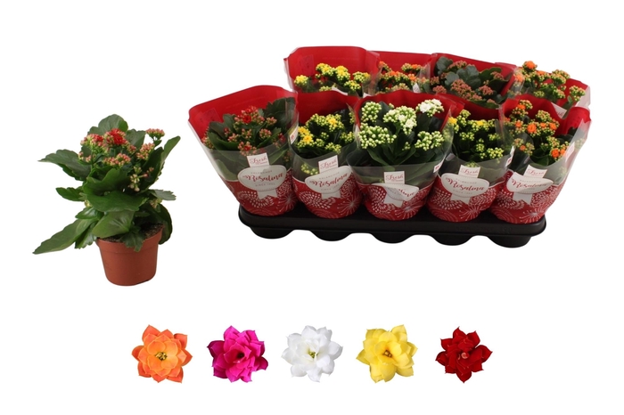 <h4>KAL GE RO GEM 5 KL</h4>