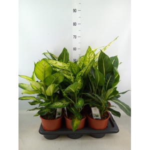 Dieffenbachia   ...mix