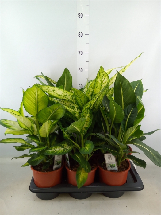 <h4>Dieffenbachia   ...mix</h4>