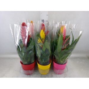 Vriesea   ...mix 6