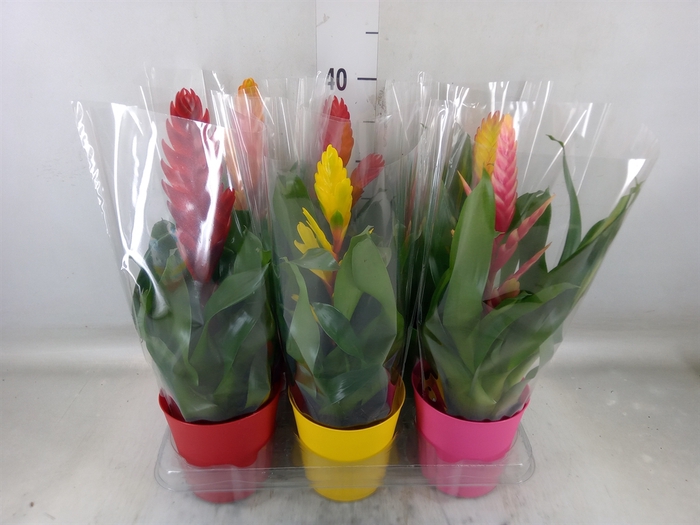 <h4>Vriesea   ...mix 6</h4>