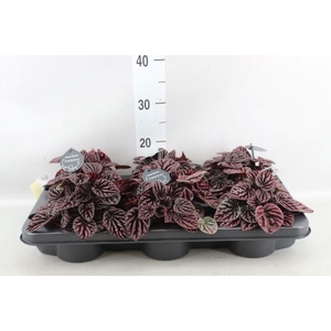 Peperomia